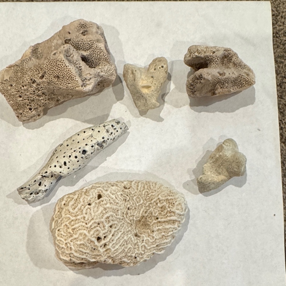 Natural Coral Collection